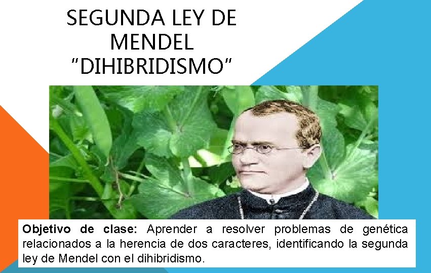 SEGUNDA LEY DE MENDEL “DIHIBRIDISMO” Objetivo de clase: Aprender a resolver problemas de genética