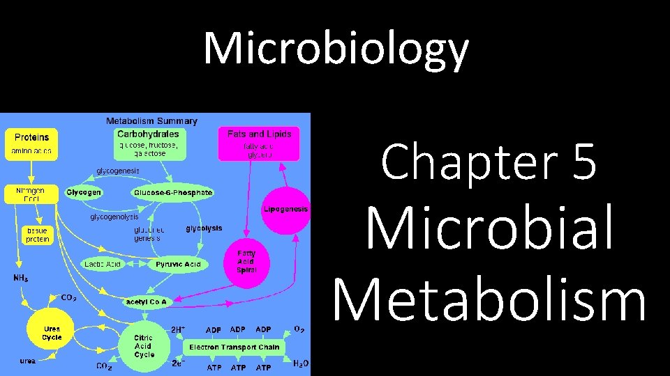 Microbiology Chapter 5 Microbial Metabolism 