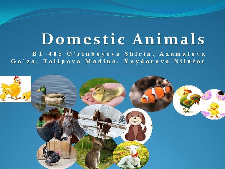 Domestic Animals BT-405 O’rinboyeva Shirin, Azamatova Go’za, Tolipova Madina, Xaydarova Nilufar 