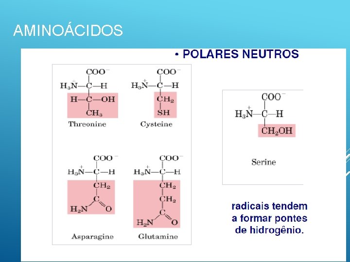 AMINOÁCIDOS 