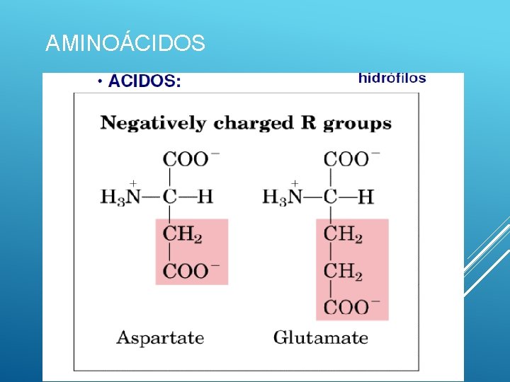 AMINOÁCIDOS 