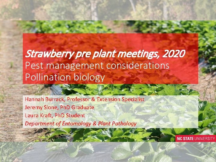 Strawberry pre plant meetings, 2020 Pest management considerations Pollination biology Hannah Burrack, Professor &