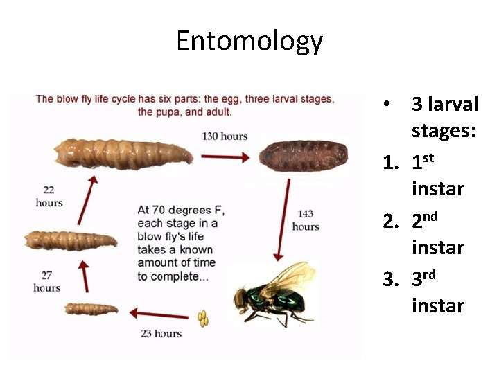 Entomology • 3 larval stages: 1. 1 st instar 2. 2 nd instar 3.