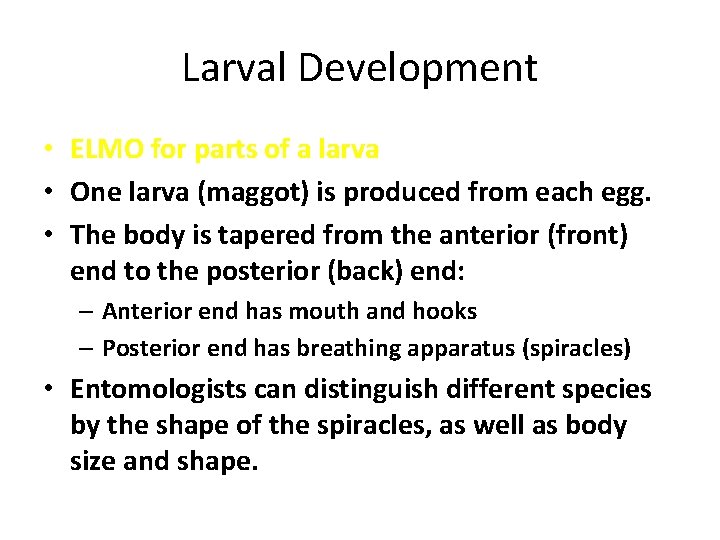 Larval Development • ELMO for parts of a larva • One larva (maggot) is