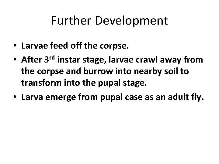 Further Development • Larvae feed off the corpse. • After 3 rd instar stage,