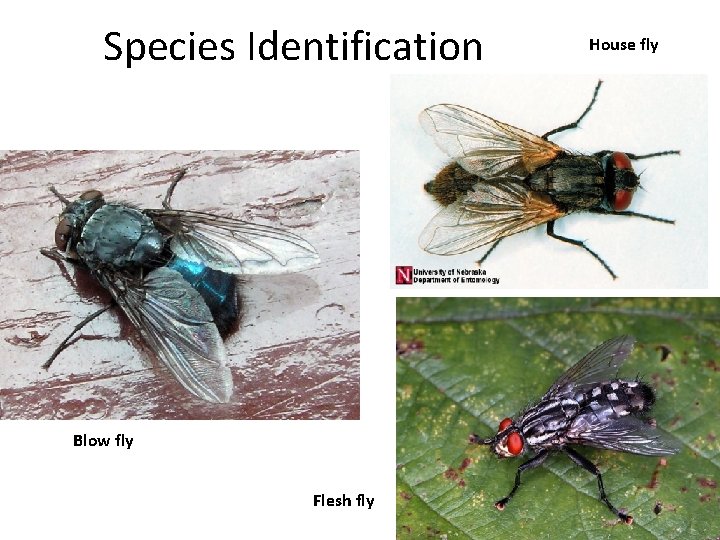 Species Identification Blow fly Flesh fly House fly 