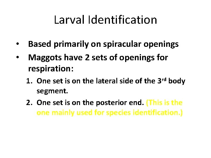 Larval Identification • Based primarily on spiracular openings • Maggots have 2 sets of