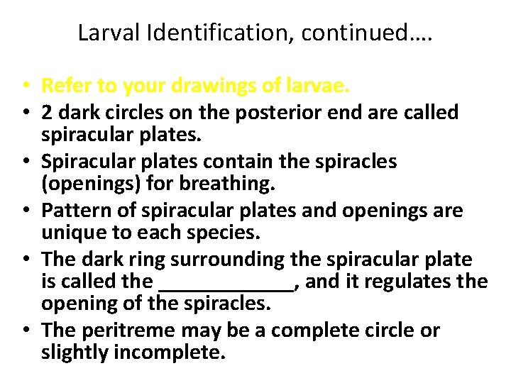 Larval Identification, continued…. • Refer to your drawings of larvae. • 2 dark circles