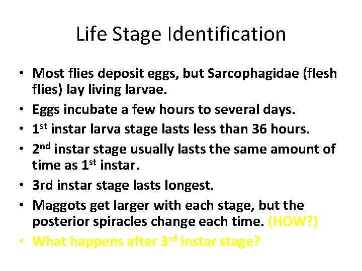 Life Stage Identification • Most flies deposit eggs, but Sarcophagidae (flesh flies) lay living