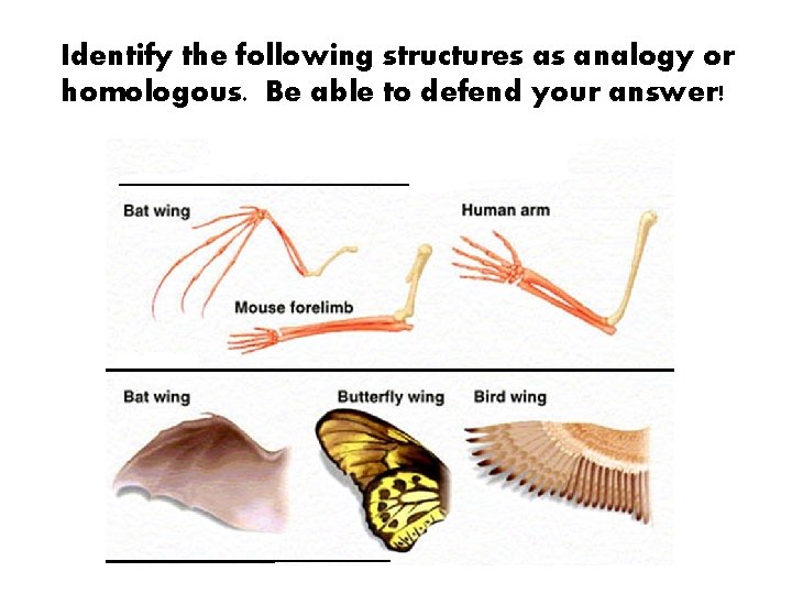 Identify the following structures as analogy or homologous. Be able to defend your answer!