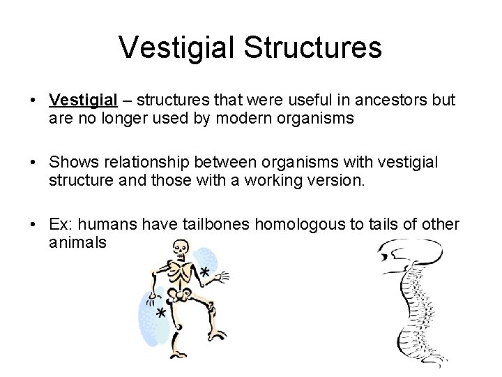 Vestigial Structures • Vestigial – structures that were useful in ancestors but are no