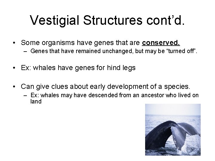 Vestigial Structures cont’d. • Some organisms have genes that are conserved. – Genes that Vestigial Structures cont’d. • Some organisms have genes that are conserved. – Genes that