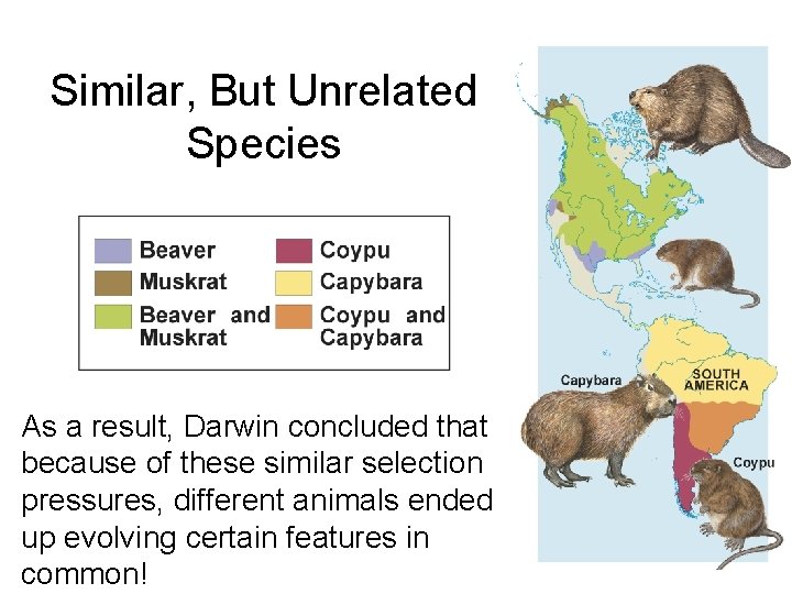 Similar, But Unrelated Species As a result, Darwin concluded that because of these similar Similar, But Unrelated Species As a result, Darwin concluded that because of these similar
