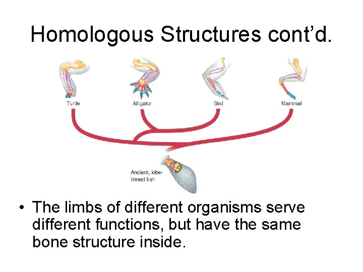 Homologous Structures cont’d. • The limbs of different organisms serve different functions, but have