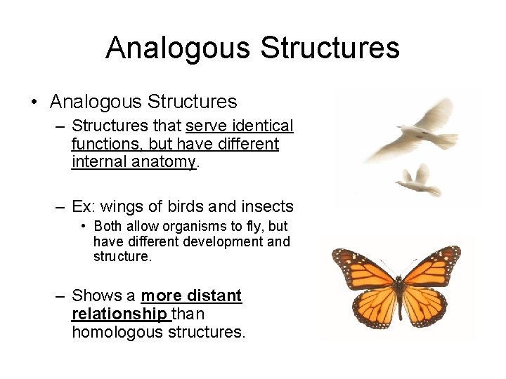 Analogous Structures • Analogous Structures – Structures that serve identical functions, but have different Analogous Structures • Analogous Structures – Structures that serve identical functions, but have different
