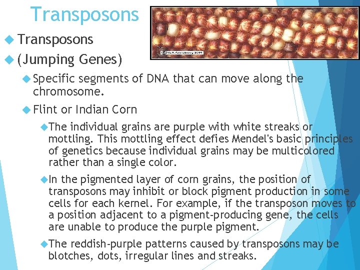 Transposons (Jumping Genes) Specific segments of DNA that can move along the chromosome. Flint