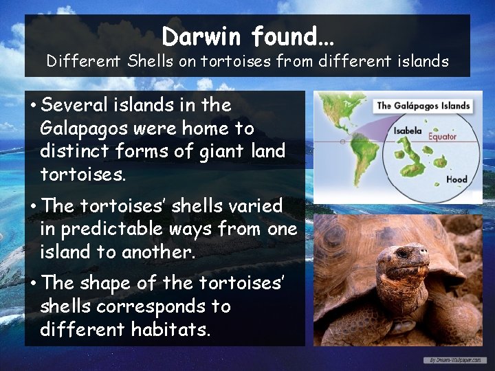 Darwin found… Different Shells on tortoises from different islands • Several islands in the