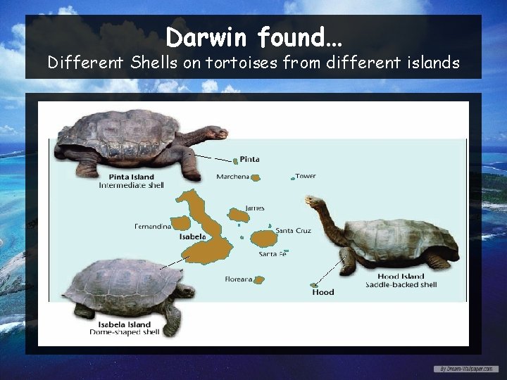 Darwin found… Different Shells on tortoises from different islands 