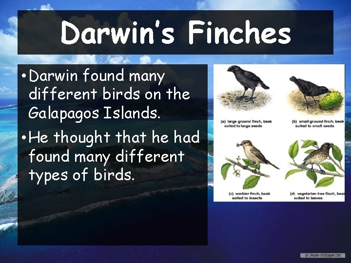 Darwin’s Finches • Darwin found many different birds on the Galapagos Islands. • He