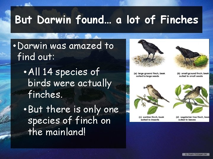 But Darwin found… a lot of Finches • Darwin was amazed to find out: