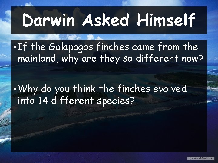 Darwin Asked Himself • If the Galapagos finches came from the mainland, why are
