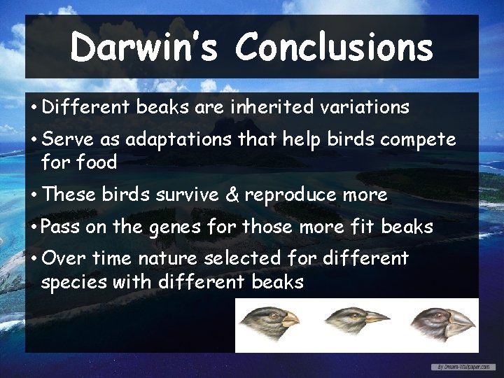 Darwin’s Conclusions • Different beaks are inherited variations • Serve as adaptations that help