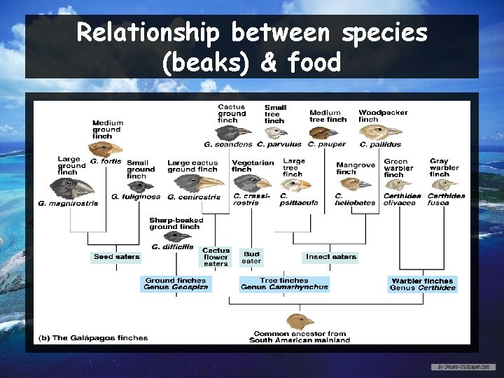 Relationship between species (beaks) & food 