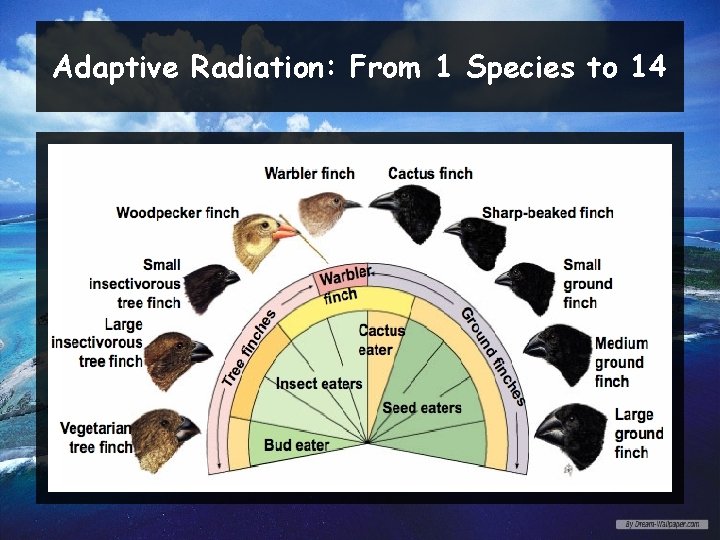 Adaptive Radiation: From 1 Species to 14 