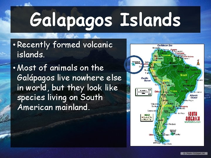 Galapagos Islands • Recently formed volcanic islands. • Most of animals on the Galápagos