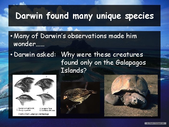 Darwin found many unique species • Many of Darwin’s observations made him wonder…… •