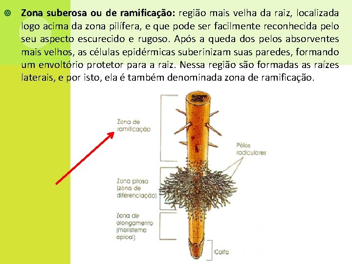  Zona suberosa ou de ramificação: região mais velha da raiz, localizada logo acima