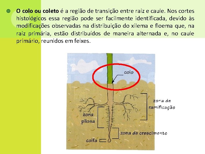  O colo ou coleto é a região de transição entre raiz e caule.