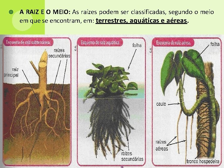  A RAIZ E O MEIO: As raízes podem ser classificadas, segundo o meio