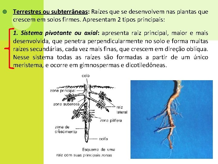  Terrestres ou subterrâneas: Raízes que se desenvolvem nas plantas que crescem em solos