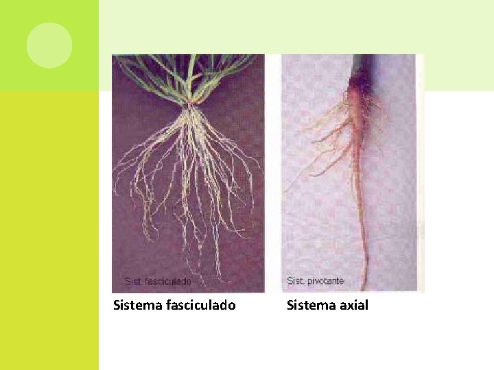 Sistema fasciculado Sistema axial 