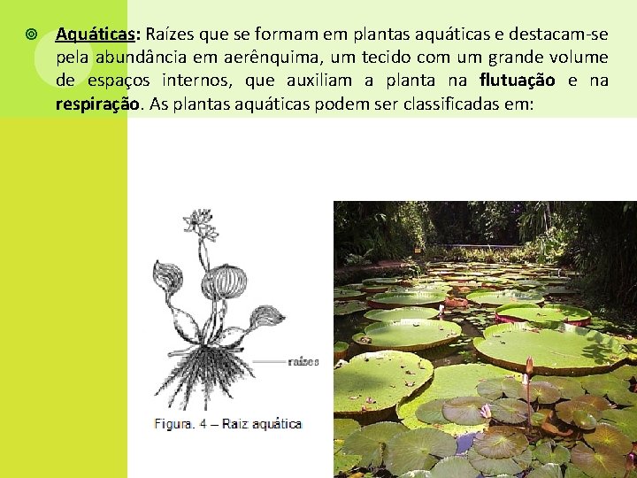  Aquáticas: Raízes que se formam em plantas aquáticas e destacam-se pela abundância em