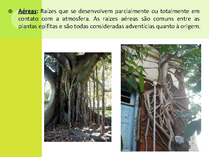  Aéreas: Raízes que se desenvolvem parcialmente ou totalmente em contato com a atmosfera.