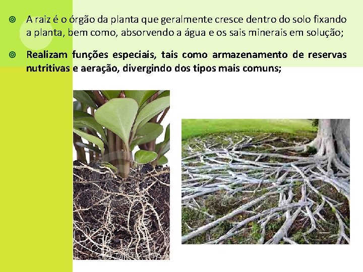  A raiz é o órgão da planta que geralmente cresce dentro do solo