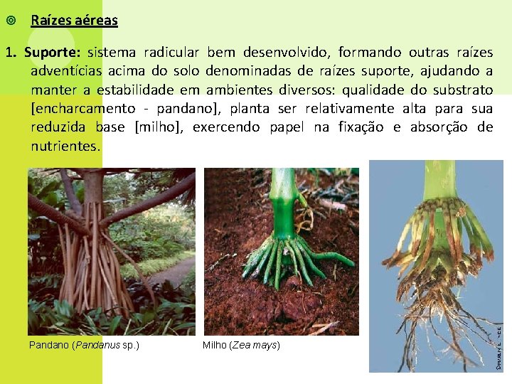  Raízes aéreas 1. Suporte: sistema radicular bem desenvolvido, formando outras raízes adventícias acima