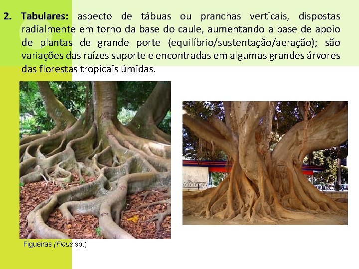 2. Tabulares: aspecto de tábuas ou pranchas verticais, dispostas radialmente em torno da base