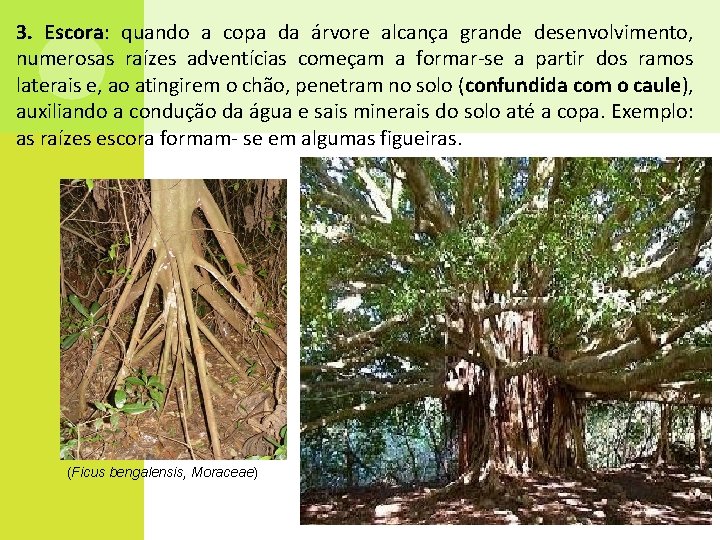 3. Escora: quando a copa da árvore alcança grande desenvolvimento, numerosas raízes adventícias começam