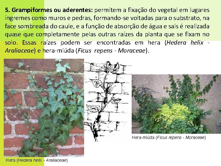 5. Grampiformes ou aderentes: permitem a fixação do vegetal em lugares íngremes como muros