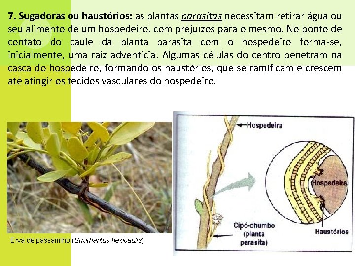 7. Sugadoras ou haustórios: as plantas parasitas necessitam retirar água ou seu alimento de