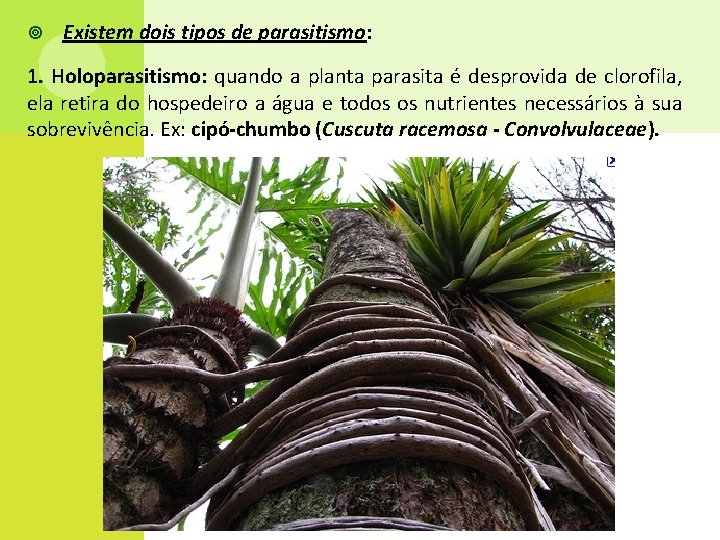  Existem dois tipos de parasitismo: 1. Holoparasitismo: quando a planta parasita é desprovida