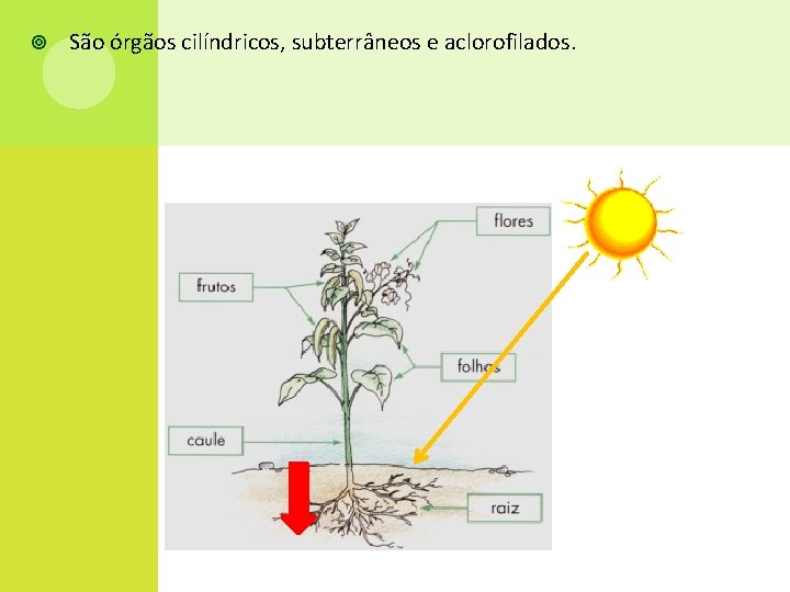  São órgãos cilíndricos, subterrâneos e aclorofilados. 