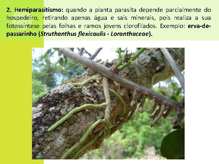 2. Hemiparasitismo: quando a planta parasita depende parcialmente do hospedeiro, retirando apenas água e