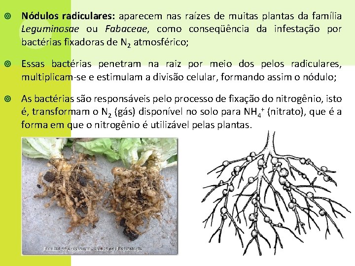  Nódulos radiculares: aparecem nas raízes de muitas plantas da família Leguminosae ou Fabaceae,