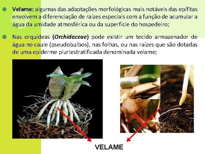  Velame: algumas das adaptações morfológicas mais notáveis das epífitas envolvem a diferenciação de