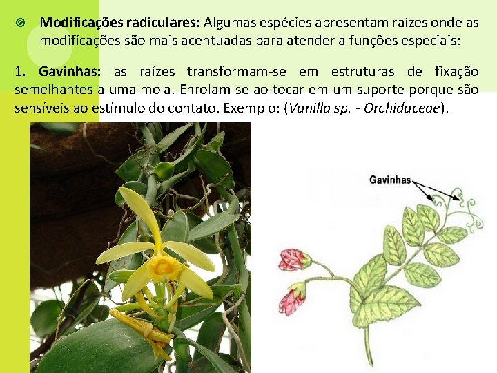  Modificações radiculares: Algumas espécies apresentam raízes onde as modificações são mais acentuadas para