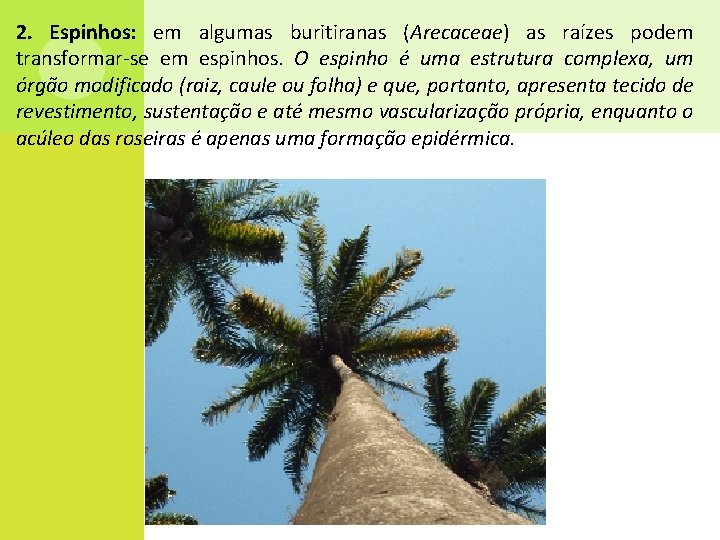 2. Espinhos: em algumas buritiranas (Arecaceae) as raízes podem transformar-se em espinhos. O espinho